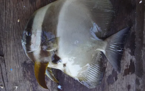 Thú vị cá "tai bồ" xoay tròn khi ăn