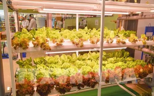 Bình Thuận đưa vào hoạt động chuỗi cung ứng nông sản, thực phẩm sạch đầu tiên