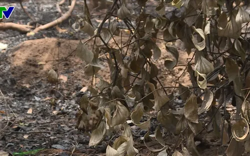 Đắk Lắk: Điều tra làm rõ vụ kẻ gian phóng hỏa đốt cháy 500 trụ tiêu của một hộ dân