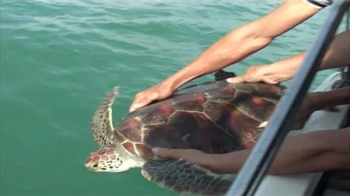 Khánh Hòa: Thả cá thể rùa biển về môi trường tự nhiên