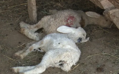 Những đàn cừu chờ chết ở vùng tâm hạn của Ninh Thuận