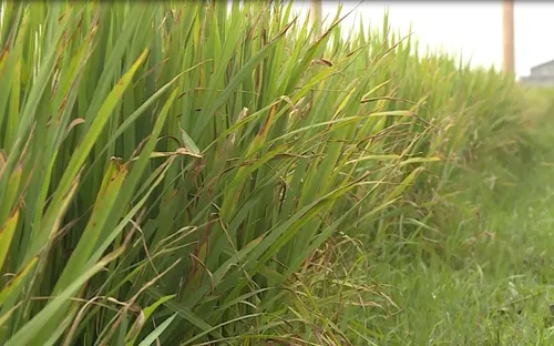 Quảng Bình: Hơn 3000 ha lúa Đông Xuân nhiễm bệnh vàng lá