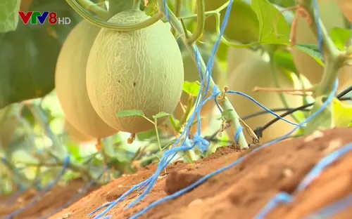 Bình Thuận phát triển nông nghiệp công nghệ cao trên vùng đất khô cằn