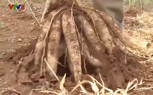 Giá sắn tăng cao kỷ lục nhưng nông dân không có bán