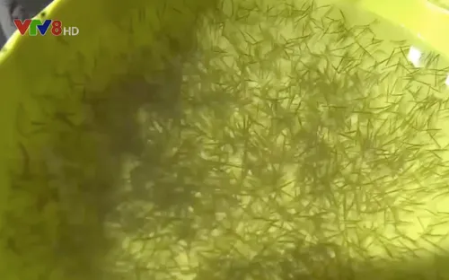 Thừa Thiên Huế: Khan hiếm nguồn tôm giống tại chỗ