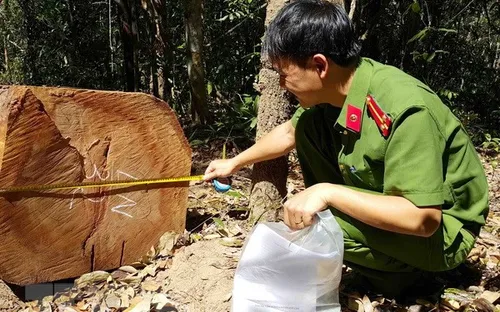 Gia Lai: Kỷ luật kiểm lâm để xảy ra khai thác rừng trái phép