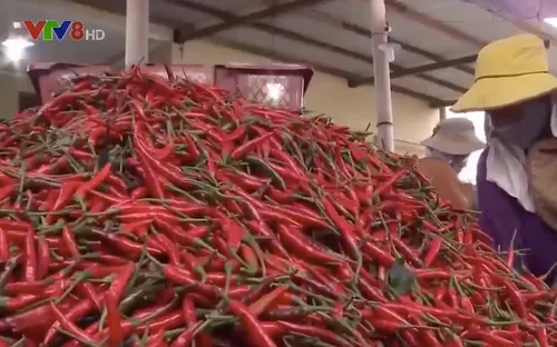 Nông dân Quảng Ngãi được mùa ớt