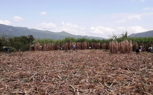 Nông dân Bình Định nhận đường để... trừ nợ tiền mía