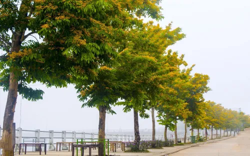 Sắc vàng hoa sưa Tam Kỳ, Quảng Nam