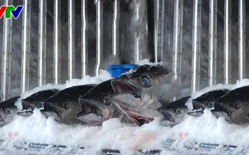 Nam Trung Bộ triển khai truy xuất nguồn gốc thủy sản