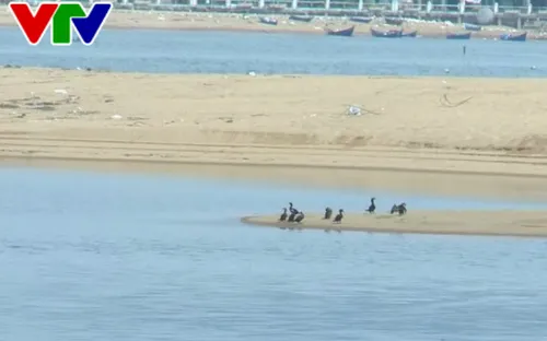 Khẩn trương di dời cát tập kết tạm bờ Nam sông Đà Rằng, Phú Yên