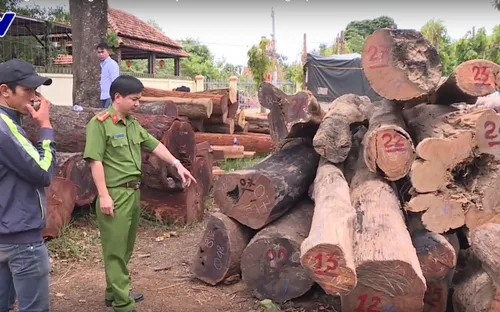 Truy quét các đối tượng khai thác gỗ trái phép với quy mô lớn tại Vườn Quốc gia Yók Đôn