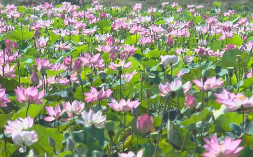 Ngỡ ngàng cánh đồng hoa sen giữa vùng đất khô khát