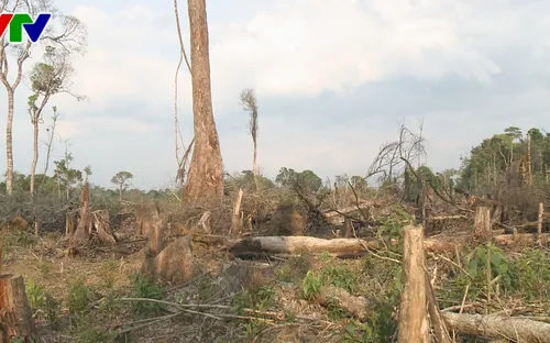 Phó Thủ tướng Trương Hòa Bình yêu cầu chấn chỉnh tình trạng phá rừng, khai thác cát, sỏi trái phép