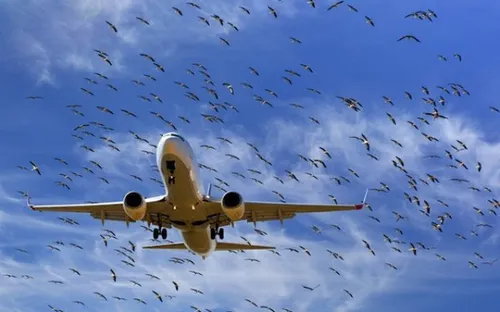 Hàng chục chuyến bay của Vietjet Air bị huỷ và ảnh hưởng dây chuyền do chim va vào cánh tàu bay