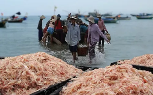 Ngư dân Phú Yên được mùa ruốc biển