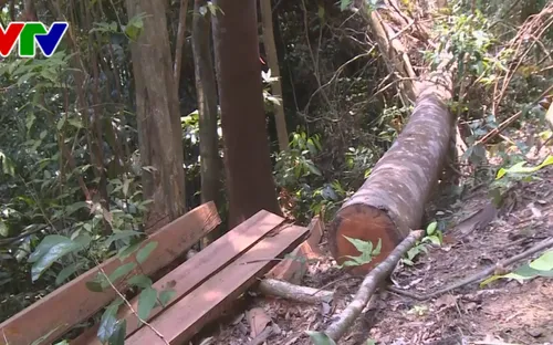 Quảng Nam : Sẽ tiến hành kiểm điểm, xử lý cán bộ kiểm lâm để xảy ra các vụ phá rừng