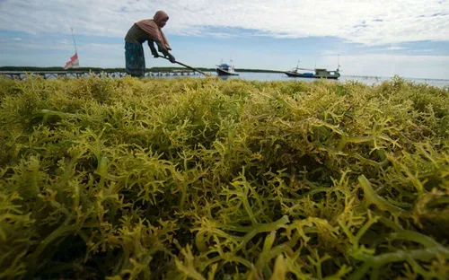 Malaysia triển khai chương trình nâng cao giá trị từ rong biển