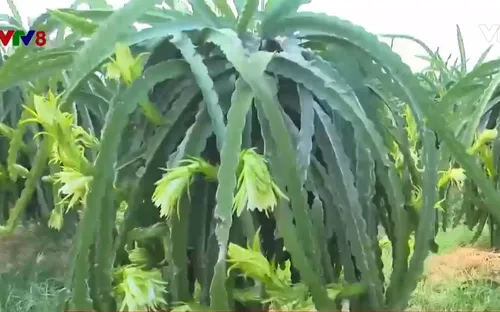 Rào cản thực hiện VietGap ở vùng trồng thanh long