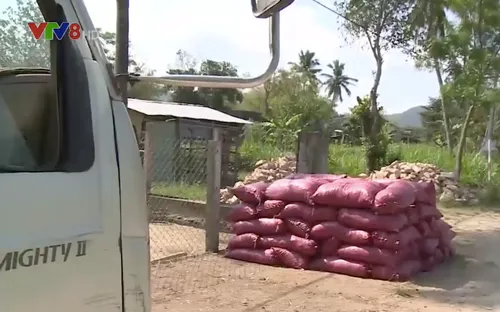 Nguy cơ lây bệnh lở mồm long móng từ buôn phân bò