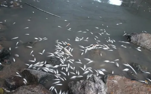 Quảng Ngãi: Tìm nguyên nhân cá chết nổi trắng trên sông Bàu Giang