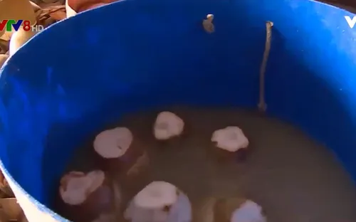 Quảng Nam: Phát hiện cơ sở dùng hóa chất tẩy trắng dừa, nước ngâm bốc mùi hôi thối