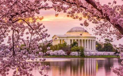 Mùa hoa anh đào nở rộ ở Washington, Mỹ