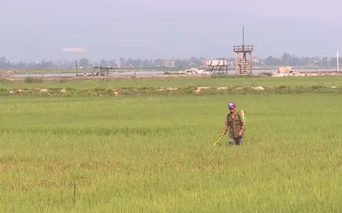 Quảng Bình: Hơn 800 ha lúa nhiễm bệnh đạo ôn
