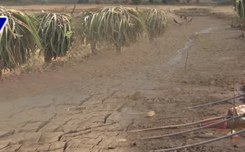 Hồ thủy lợi cạn nước, hơn 1.100 ha thanh long ở Bình Thuận thiếu nước tưới