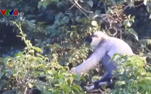 Quảng Nam: Xuất hiện đàn voọc chà vá chân xám số lượng lớn tại huyện Núi Thành