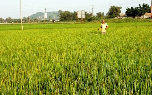 Bình Định: Rầy nâu hại lúa bùng phát, nông dân tập trung phun thuốc tiêu diệt