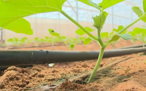 Nông dân Bình Thuận đón nước về vùng "tiểu sa mạc"