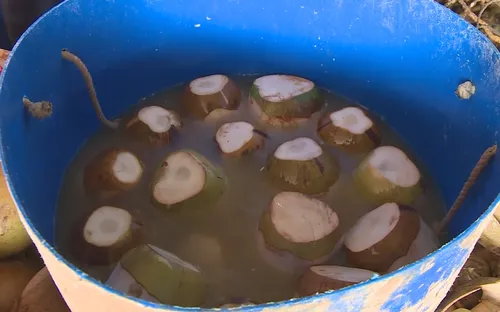 Nhiều chợ đầu mối và resort cao cấp ở Đà Nẵng tiêu thụ "dừa ngâm hóa chất"