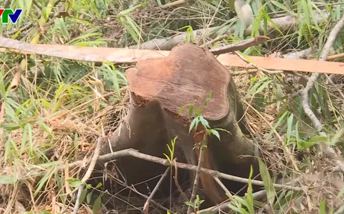 Khánh Hòa: Khai thác rừng trái phép tại Vạn Ninh vẫn còn diễn biến phức tạp