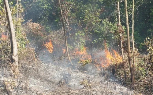 Lâm Đồng tăng cường phòng chống cháy rừng