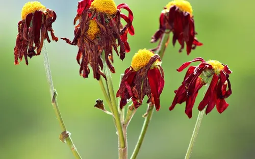 Tại sao cây cối lại bị “héo rũ xuống” khi thiếu nước?