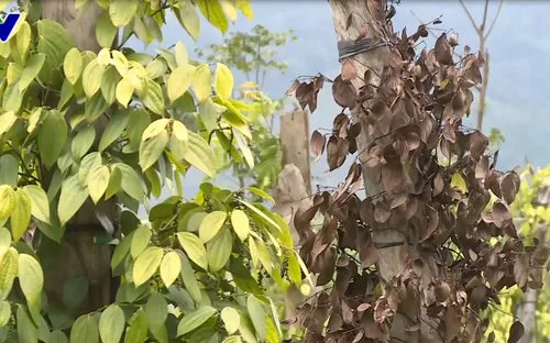 Nhiều hộ nông dân Tây Nguyên mất trắng vì tiêu chết hàng loạt