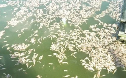 Quảng Nam: Các hộ nuôi tôm điêu đứng vì tôm chết hàng loạt