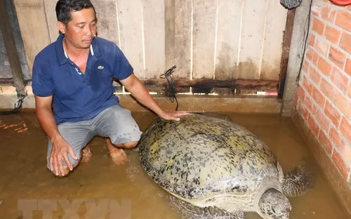 Bến Tre: Bắt được rùa biển khoảng 200kg ở cửa sông Hàm Luông