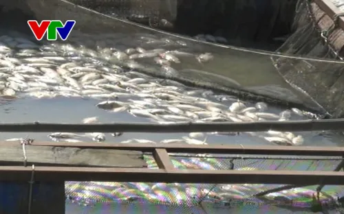 Đắk Nông: Cá lồng trên sông Krông Nô bị chết nghi do ô nhiễm nguồn nước