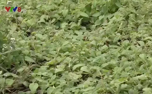 Trồng dược liệu giúp đồng bào Xê Đăng, Bắc Tây Nguyên thoát nghèo