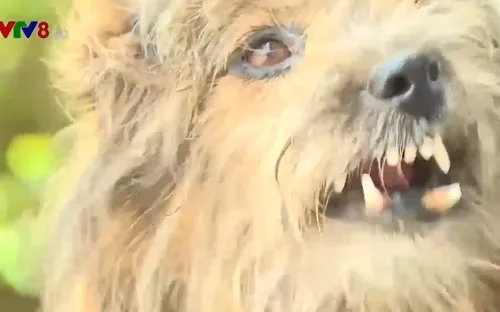 Gia tăng người dân bị chó dại cắn ở Phú Yên