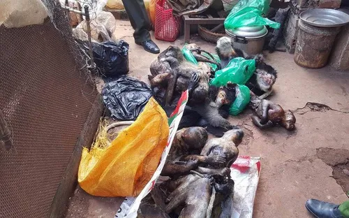 Lâm Đồng xử phạt hành vi tàng trữ 8 cá thể Voọc chà vá chân đen cực kỳ quý hiếm