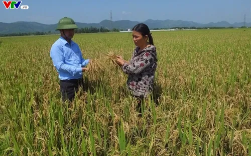 Hà Tĩnh: Vụ lúa Đông Xuân liên tiếp bị dịch bệnh đạo ôn trên diện rộng