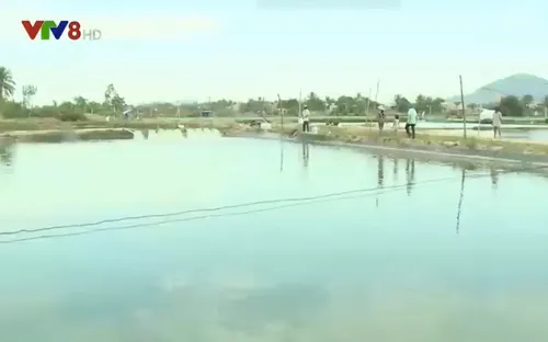 Nông dân miền Trung lo lắng tìm đầu ra cho con tôm