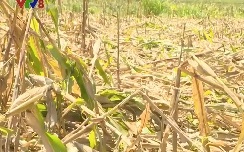 Quảng Nam: Người dân Quế Lâm khó khăn sau lốc xoáy