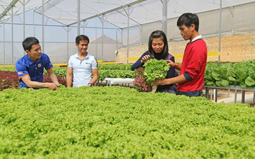 Người trẻ bỏ phố về quê làm giàu bằng nghề nông