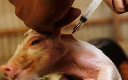 Cuba ra mắt loại vaccine mới phòng chống bệnh dịch tả lợn
