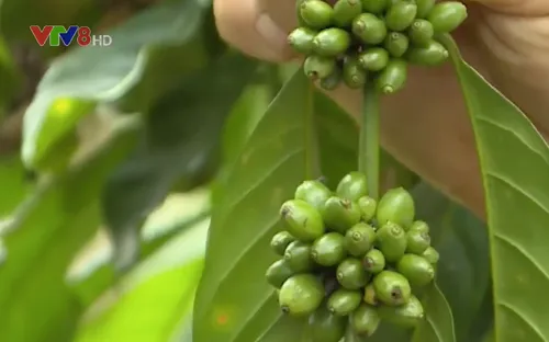 Lâm Đồng đầu tư công nghệ cho canh tác cà phê