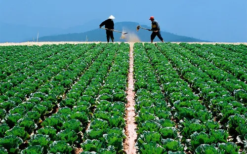 Nhập khẩu nông sản - liệu có bất thường?